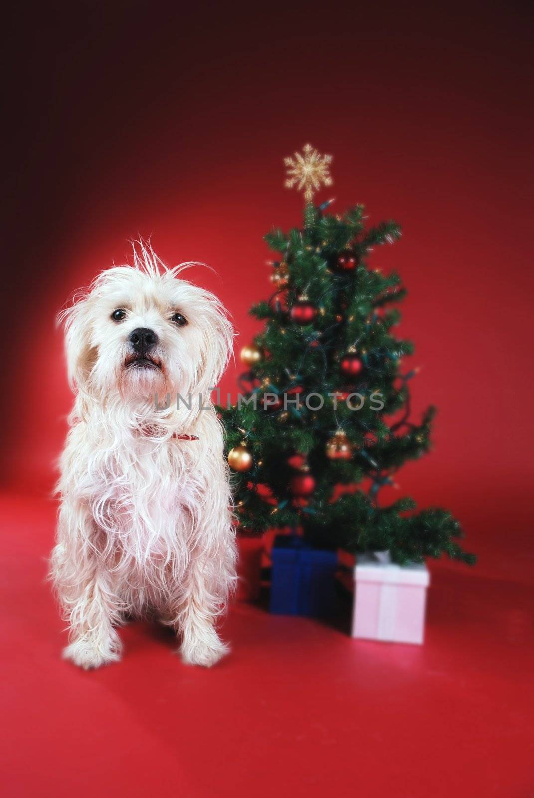 Dog next to Christmas tree on red