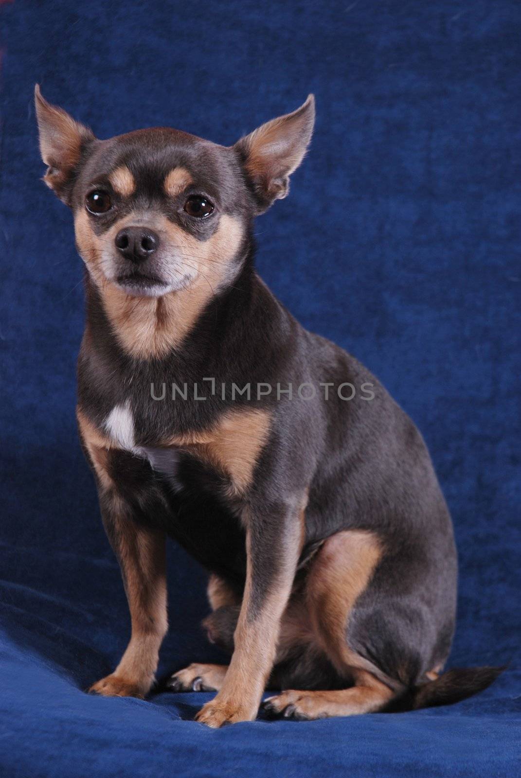 A chihuahua sitting on a blue background