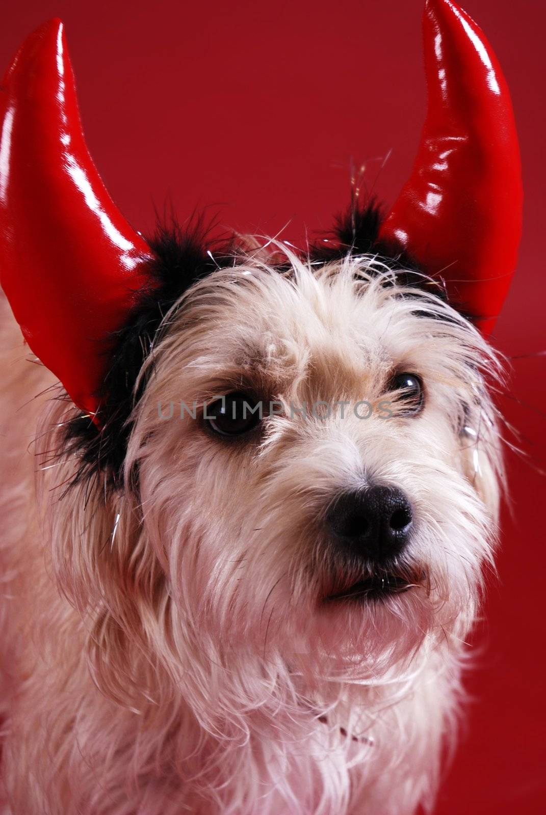 A dog wearing a devil horns halloween costume
