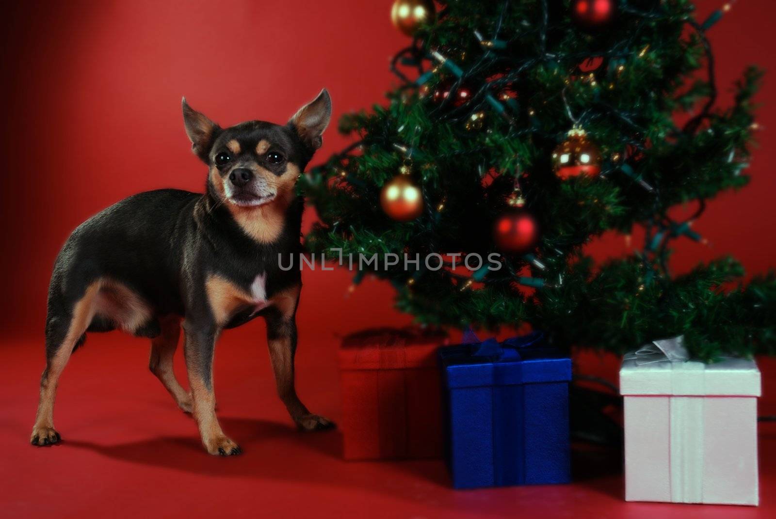 Chihuahua next to a Christmas tree on red