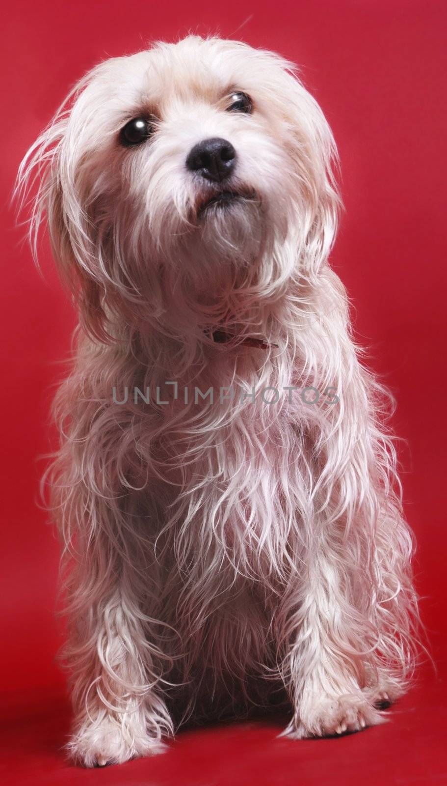 A dog sitting on a red background
