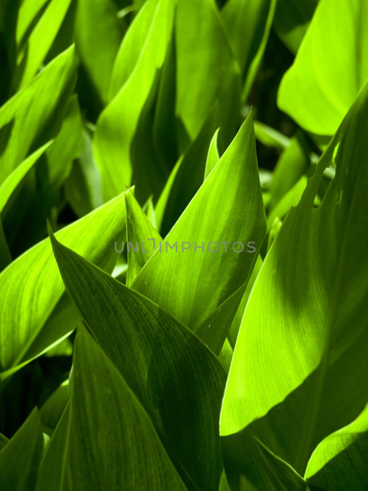 Detail and texture of a beautiful backlighted leaf