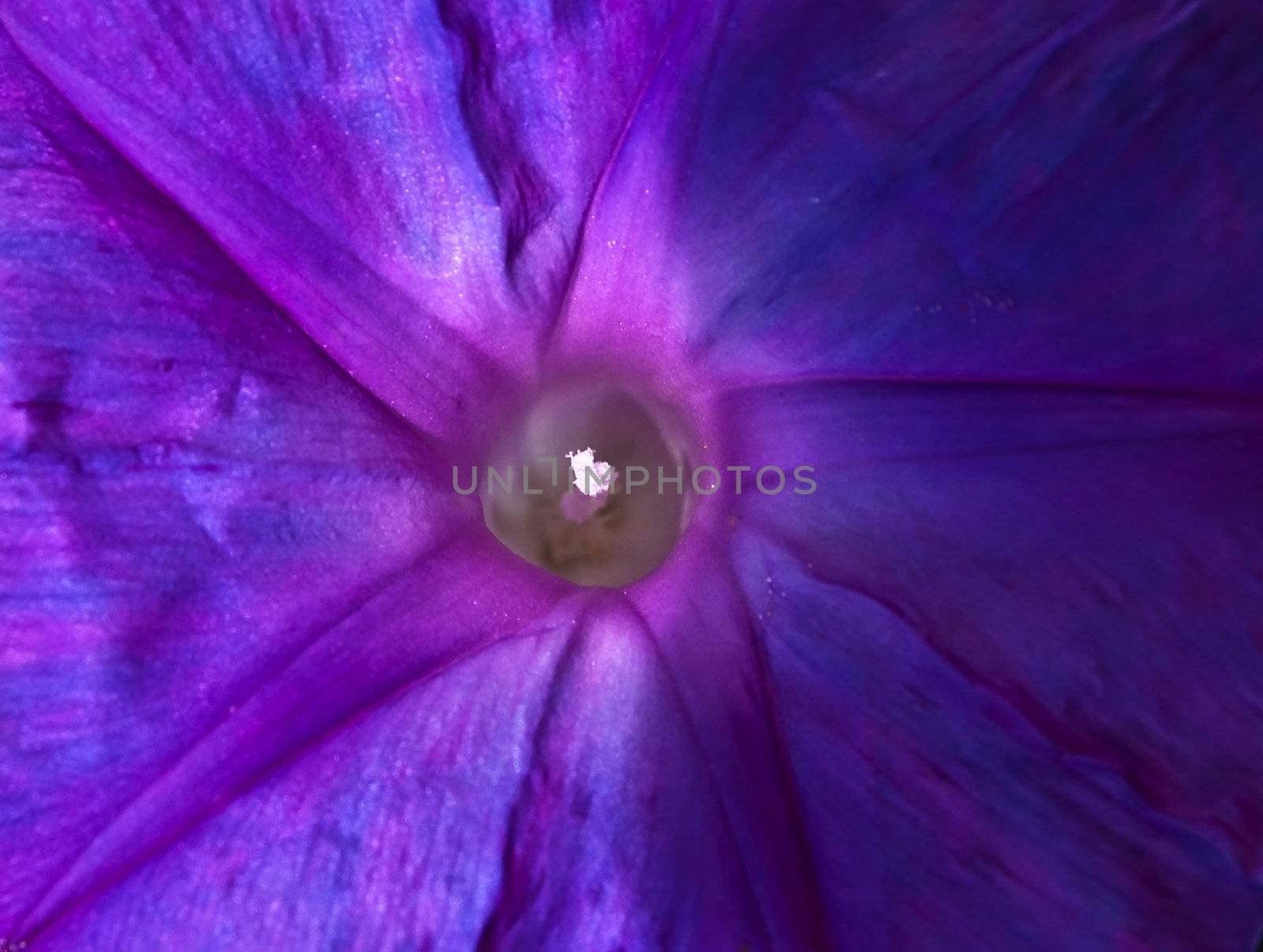 Abstract view of Ocean Blue Morning Glory flower