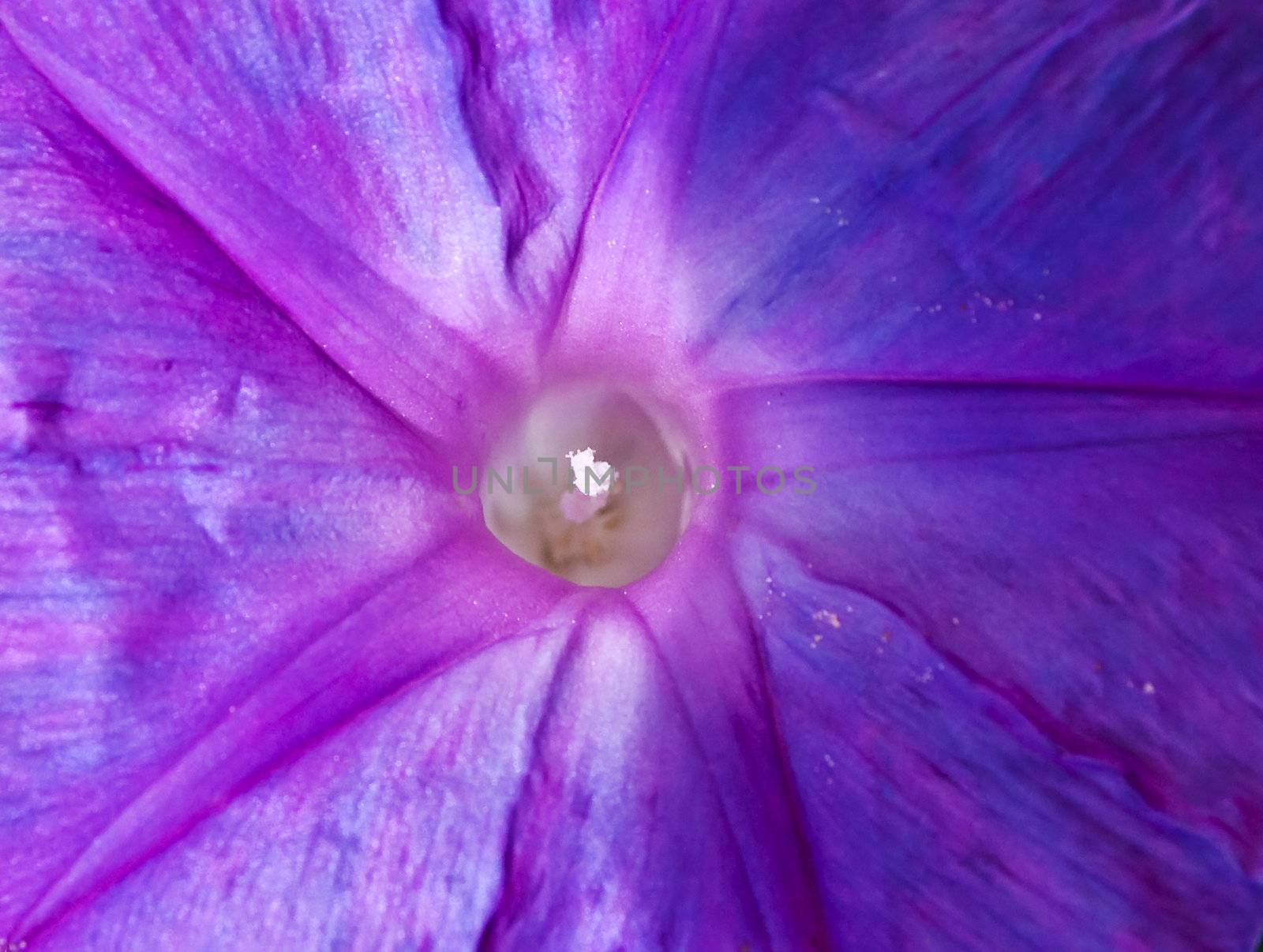 Convolvulus Indica by PhotoWorks