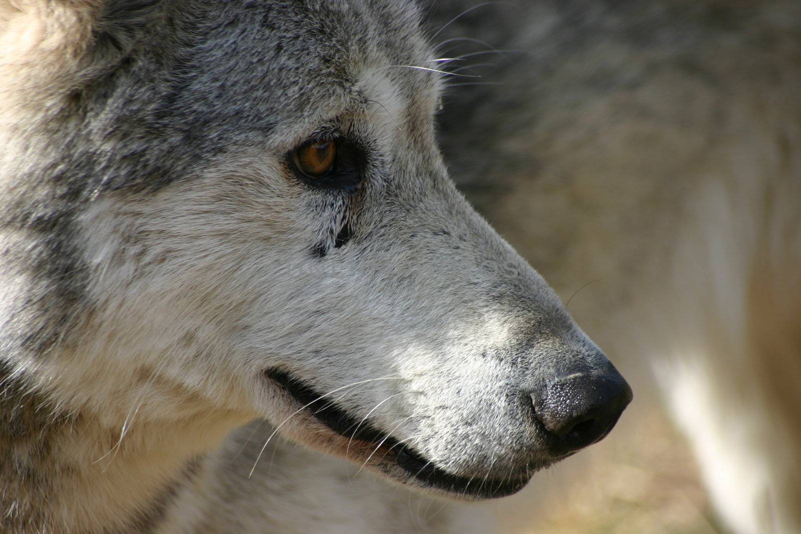 A Canadian Grey Wolf.