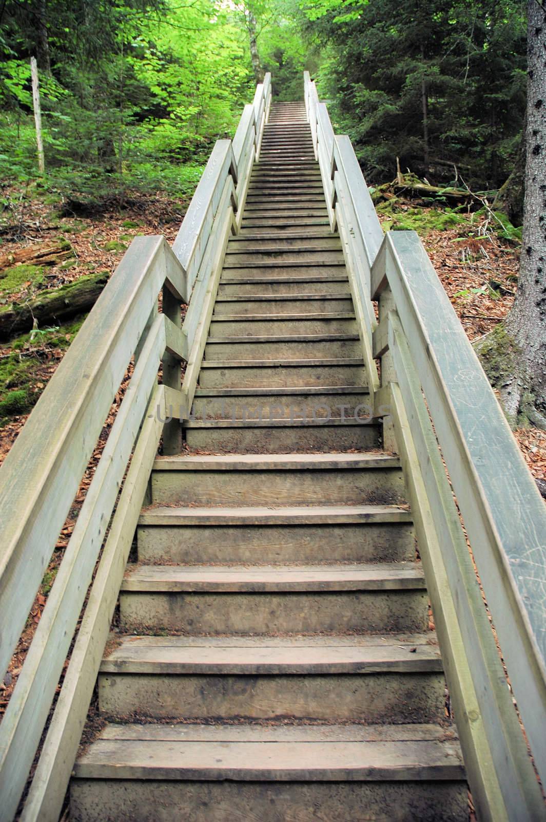 Long stairwell going up on a nature path