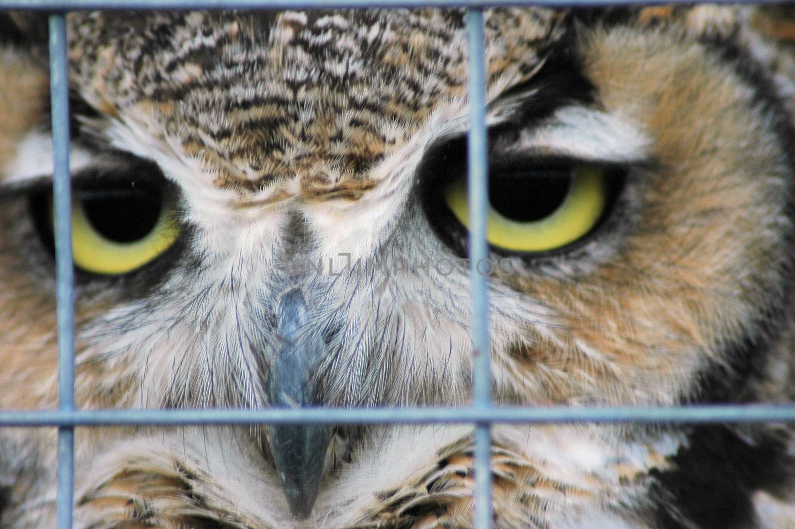 Caged owl