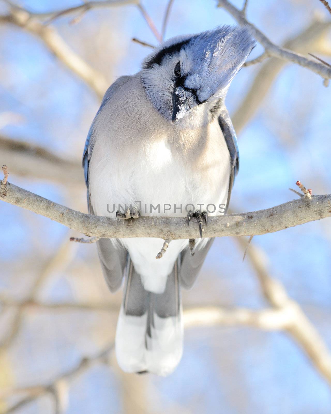 A blue jay perched on a tree branch.