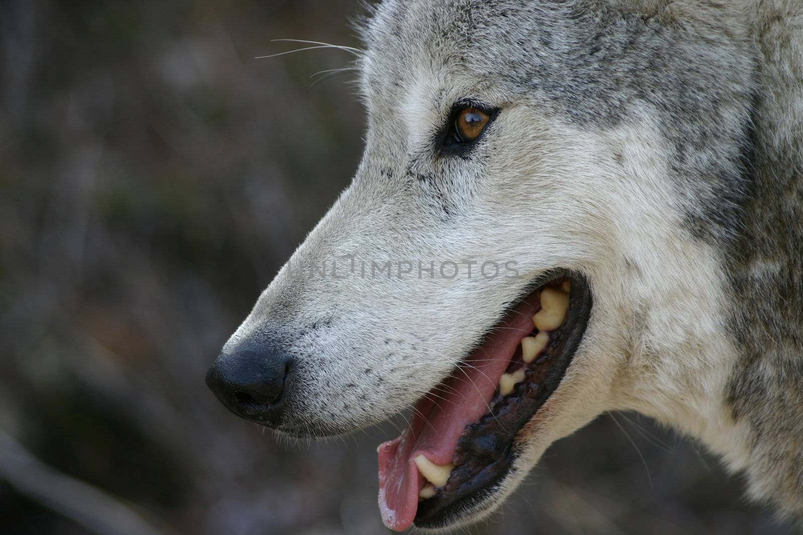 A Canadian Grey Wolf.