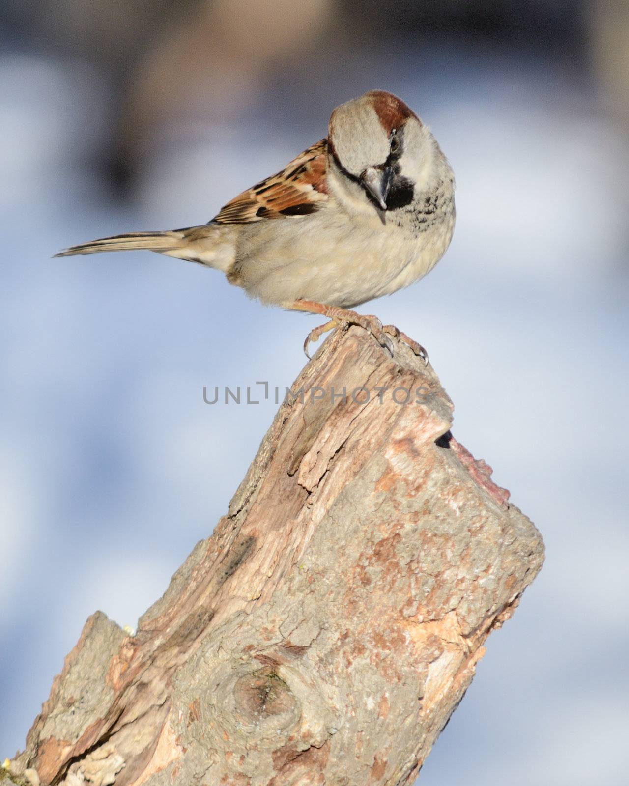 A house sparrow perched on a tree stump.