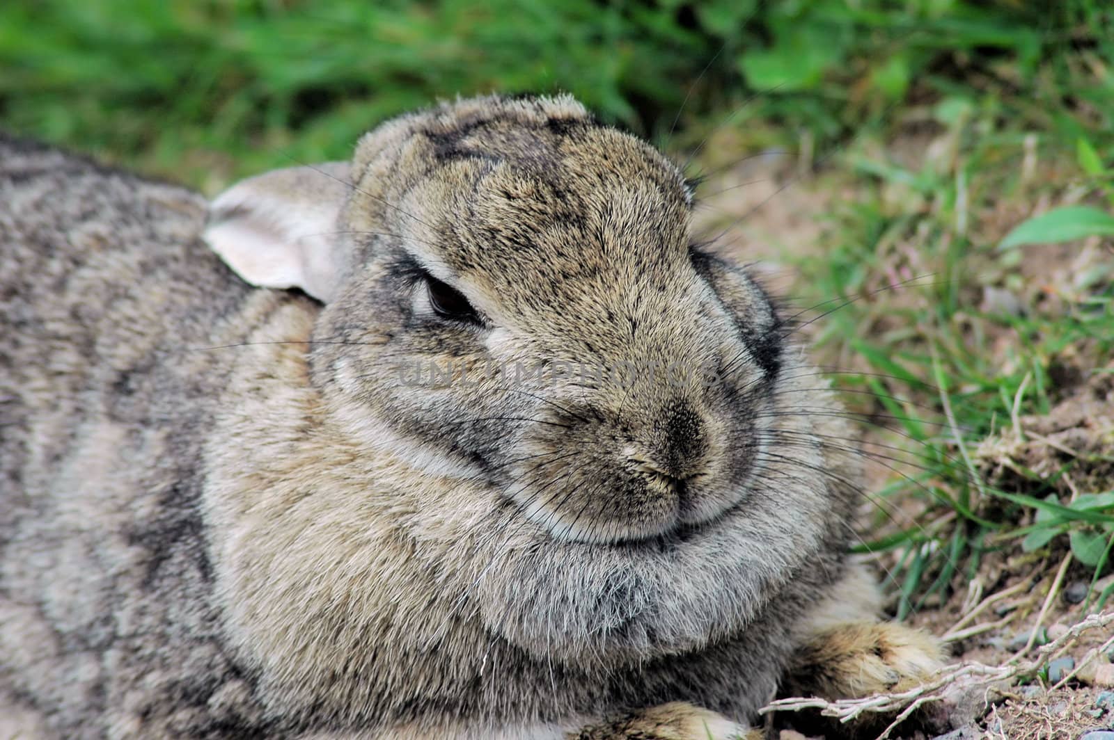 Snowshoe Hare