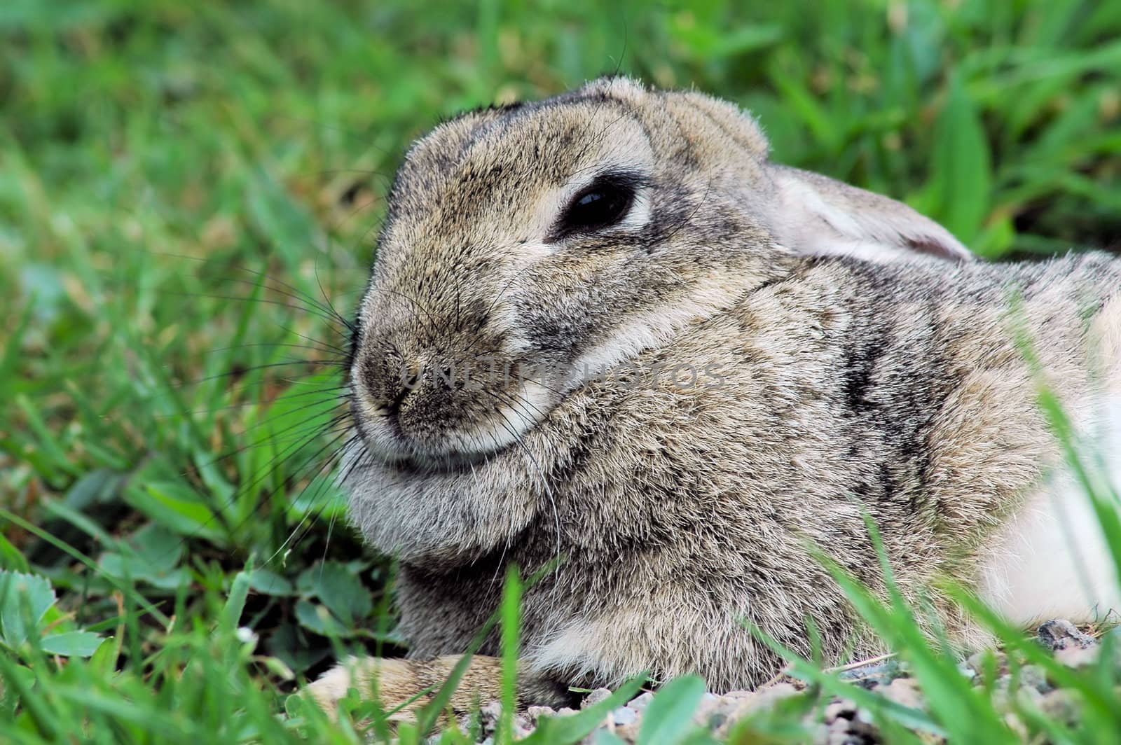 Snowshoe Hare