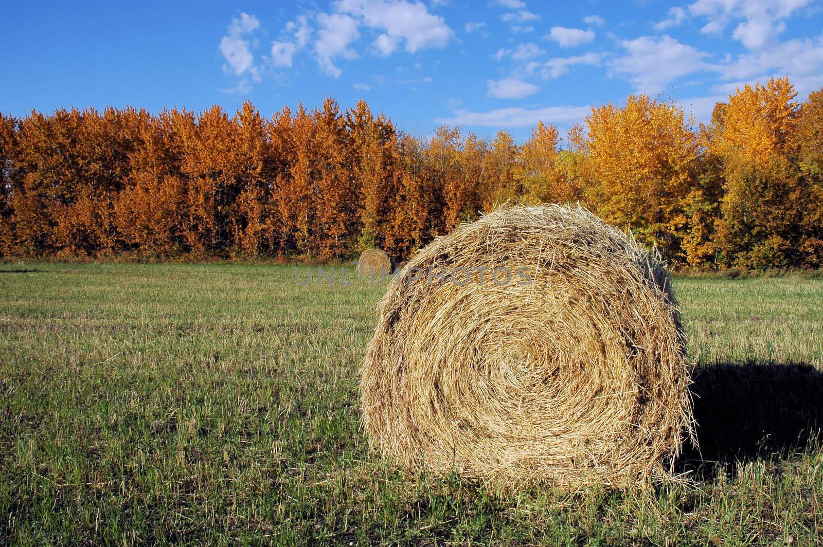 Hay Bail landscape