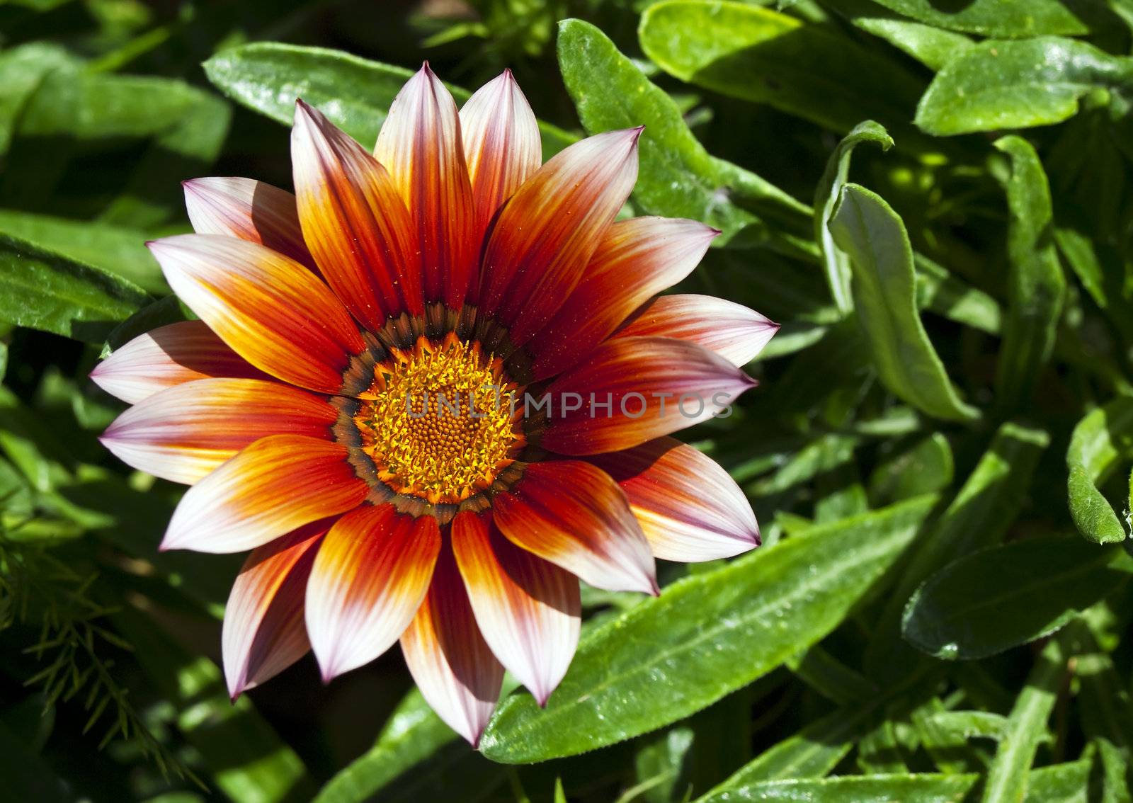 A beautiful gazania flower in full bloom in a garden flowerbed