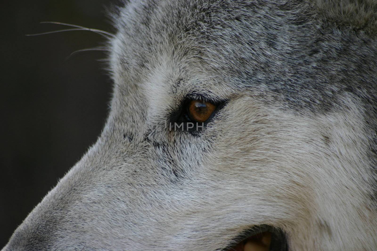 A close-up of a wolf's face and eye.