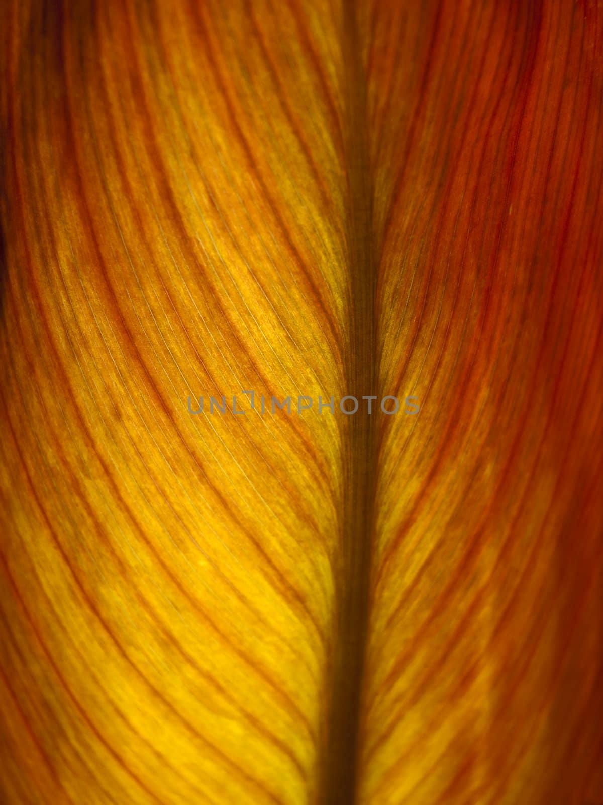 Detail and texture of a beautiful backlighted leaf