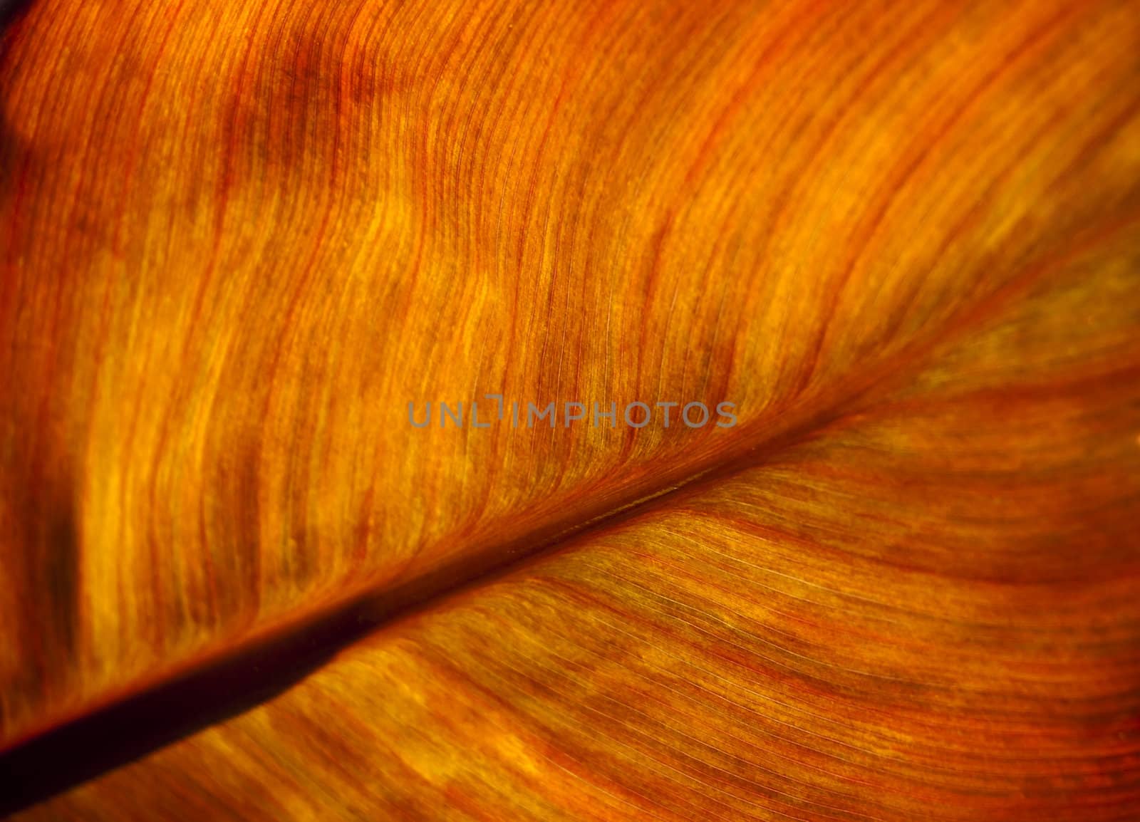 Detail and texture of a beautiful backlighted leaf