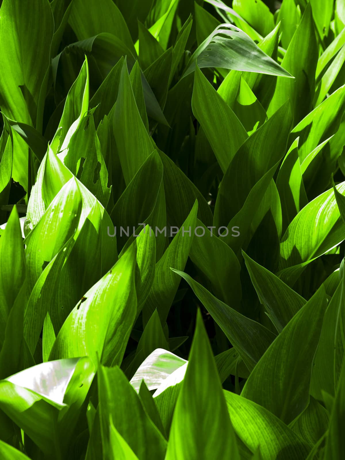 Abstract image of vivid and saturated green leaves
