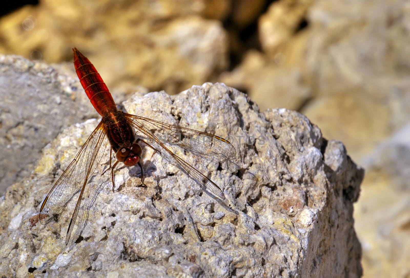 Red veined darter dragonfly perched on a rock