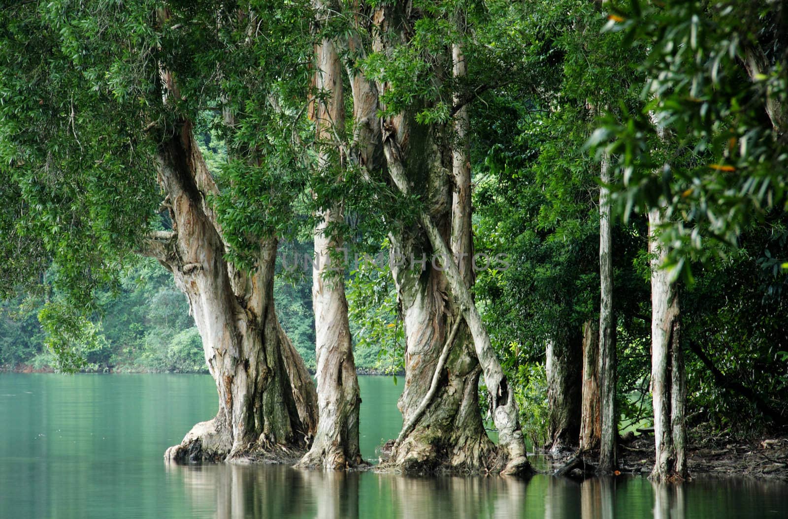 tree in water at forest