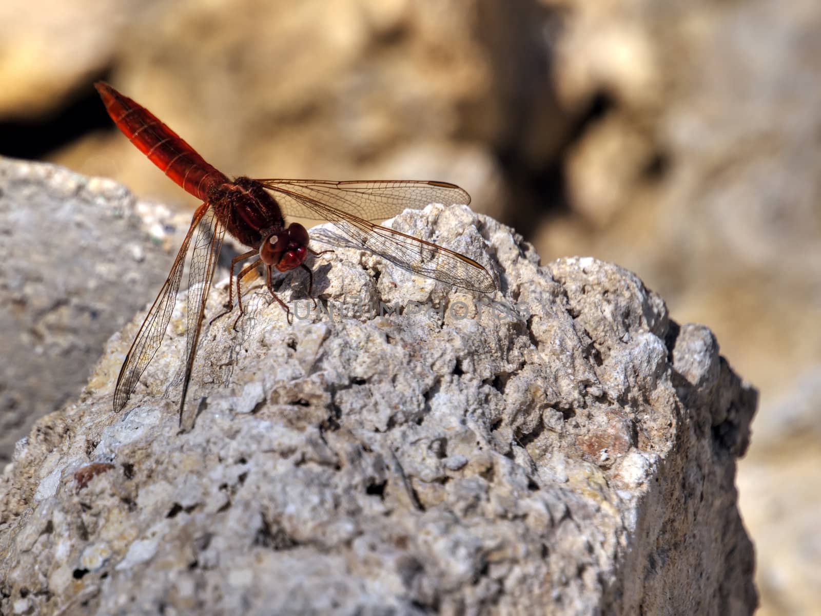 Scarlet darter dragonfly perched on a rock