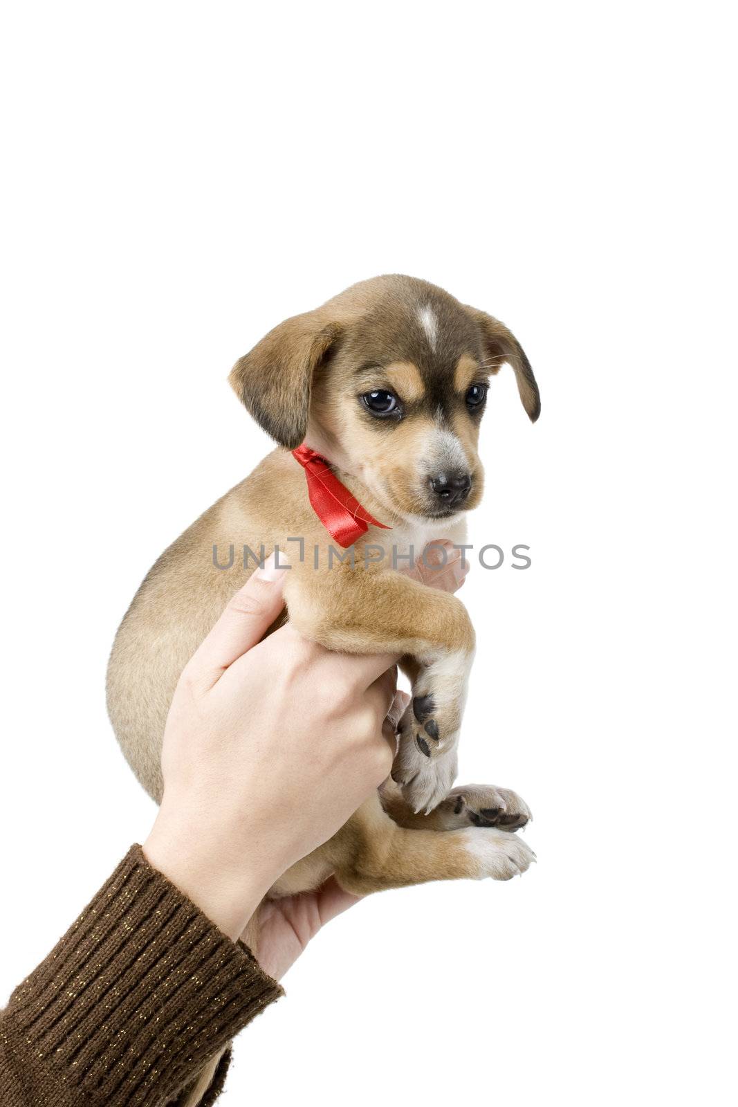 Female hands holding a beautiful and cute puppy