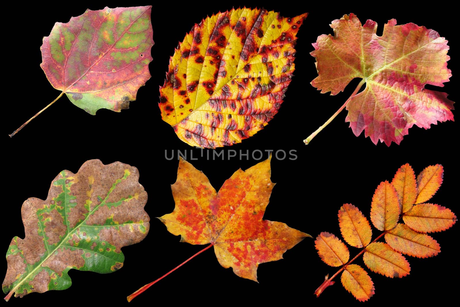 Herbstlaub freigestellt