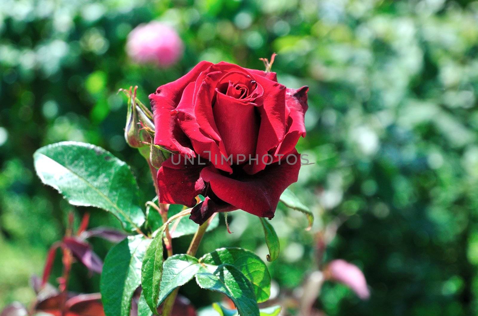 Red rose by Reana