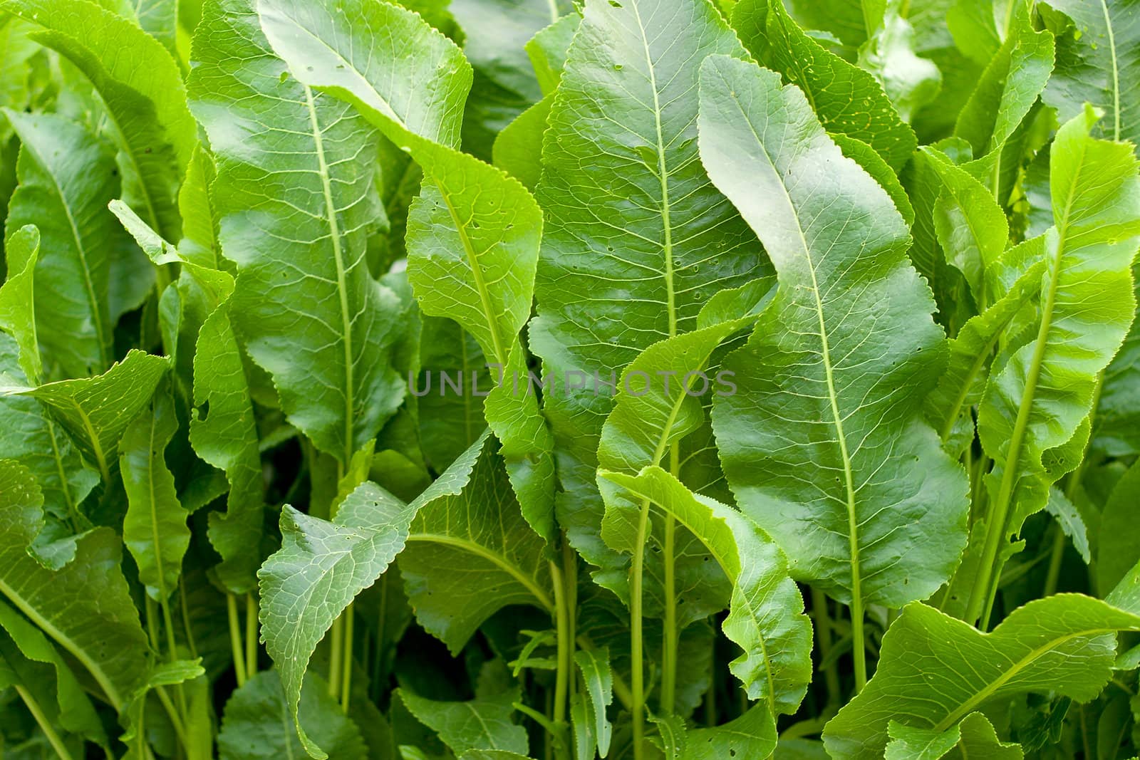 Green vegetation. Image of young shoots. Side sunlight for a division of shadows and highlights