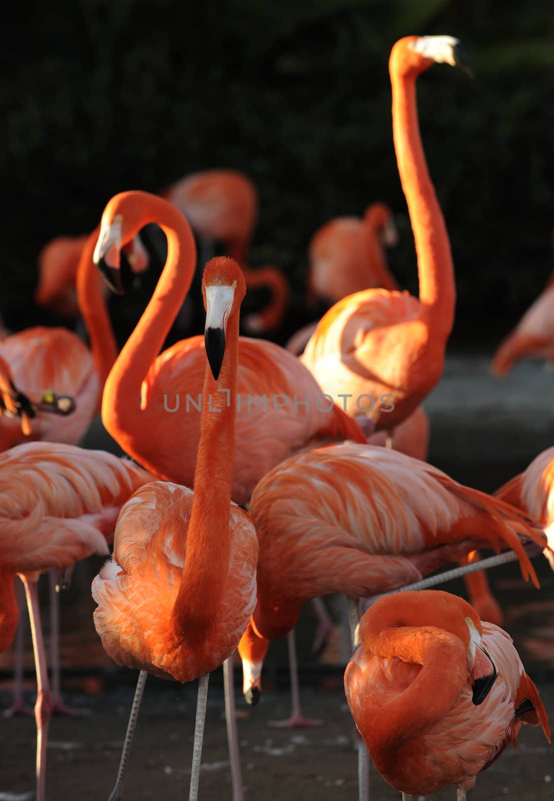 Flamingo on a decline. A portrait of group of pink flamingos against a dark background in decline beams.