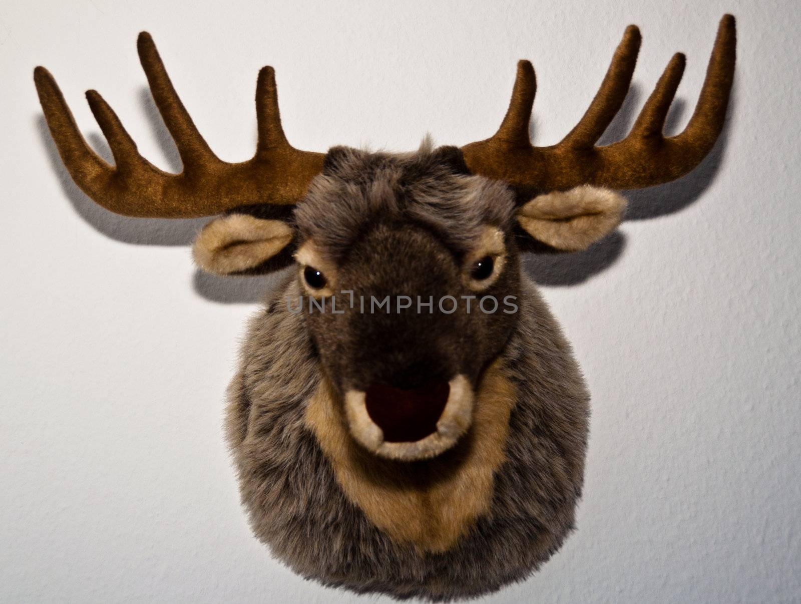 Stuffed (Toy) Deer trophy mounted on a wall