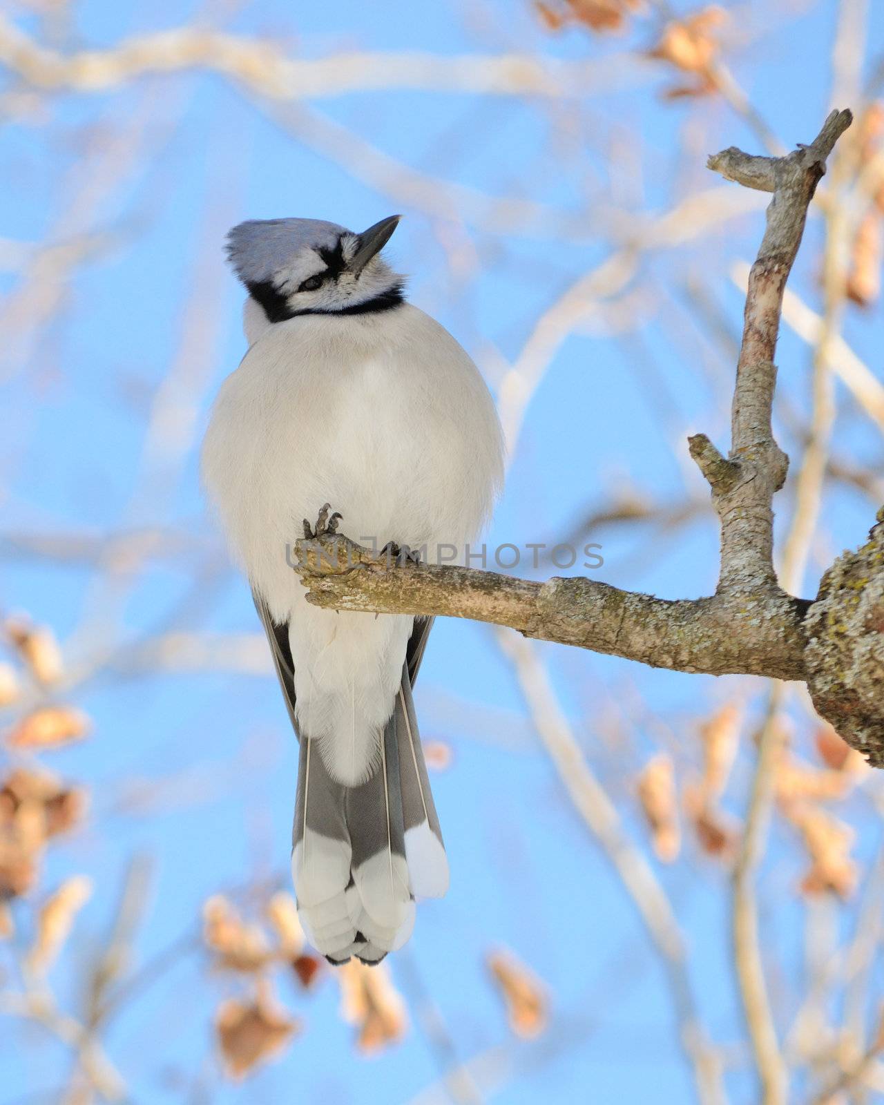 A blue jay perched on a tree branch.