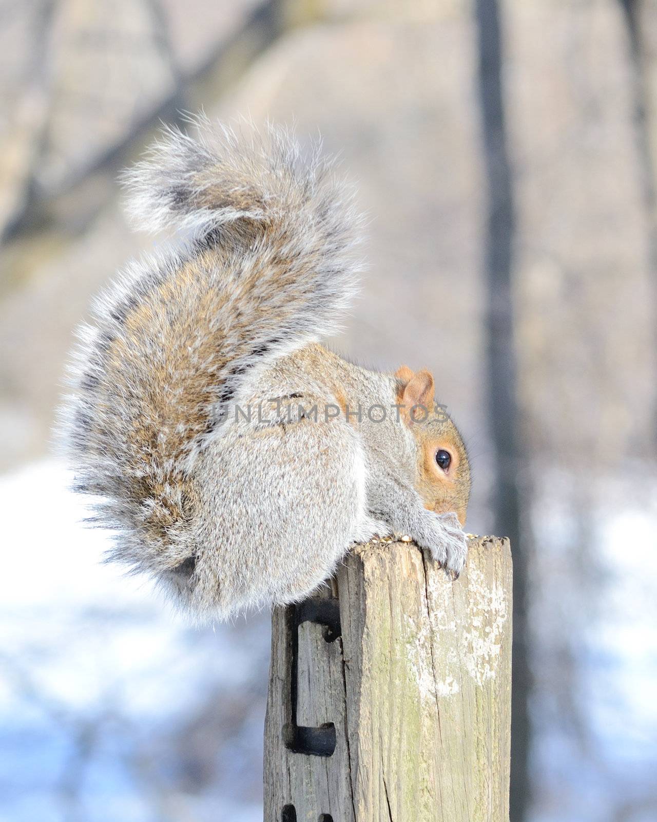 A gray squirrel perched on a post eating bird seed.