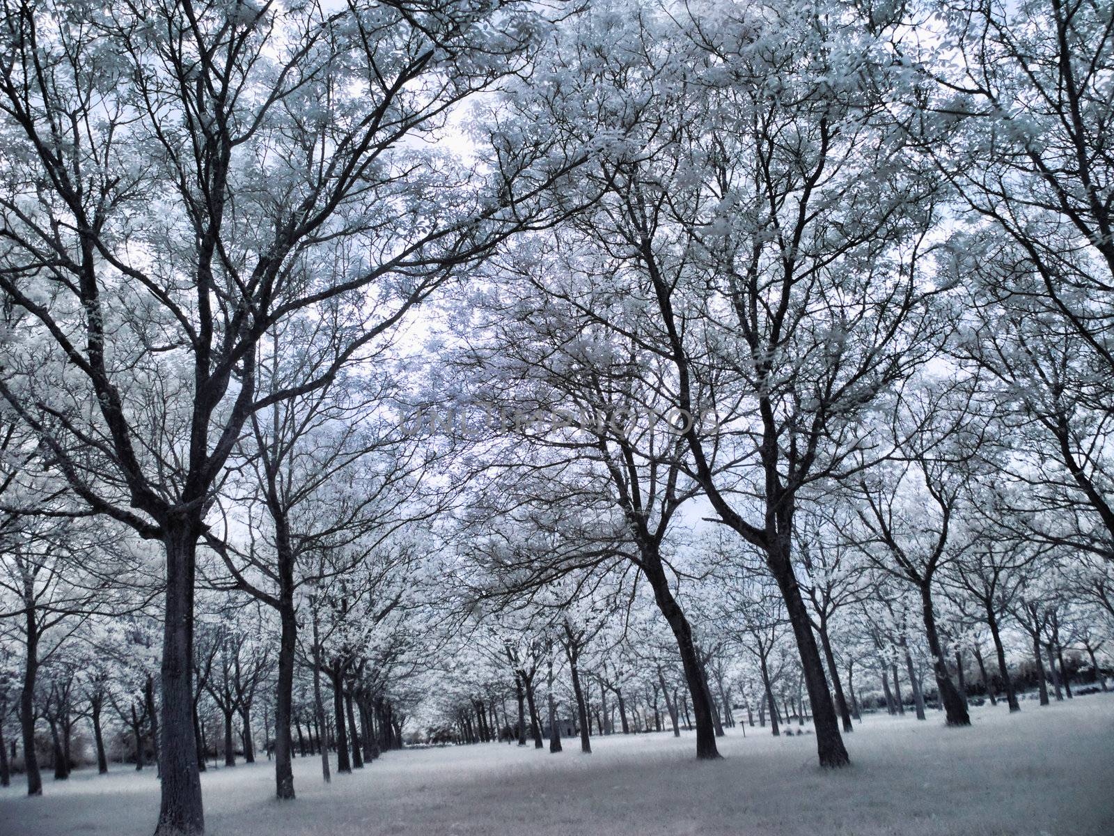 Infrared picture of a beautiful forest