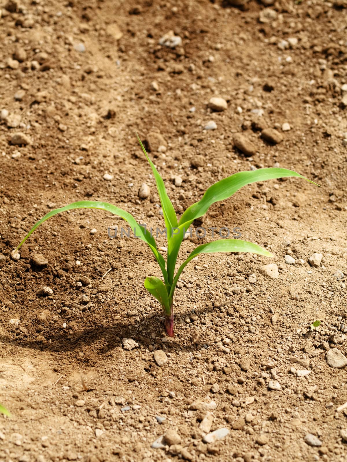 Young corn crop at spring