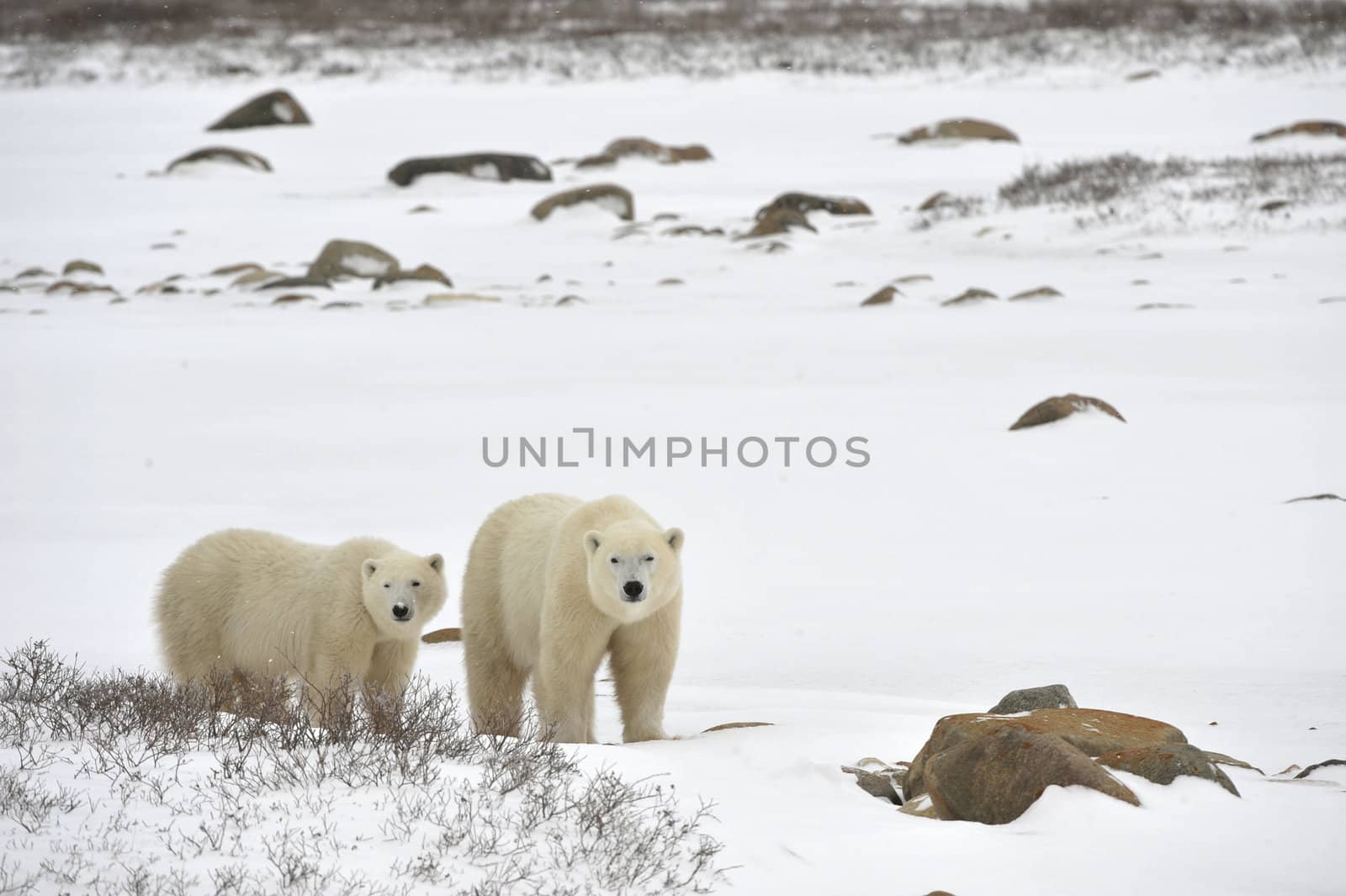 Two polar bears. Two polar bears go on snow-covered tundra one after another.It is snowing.