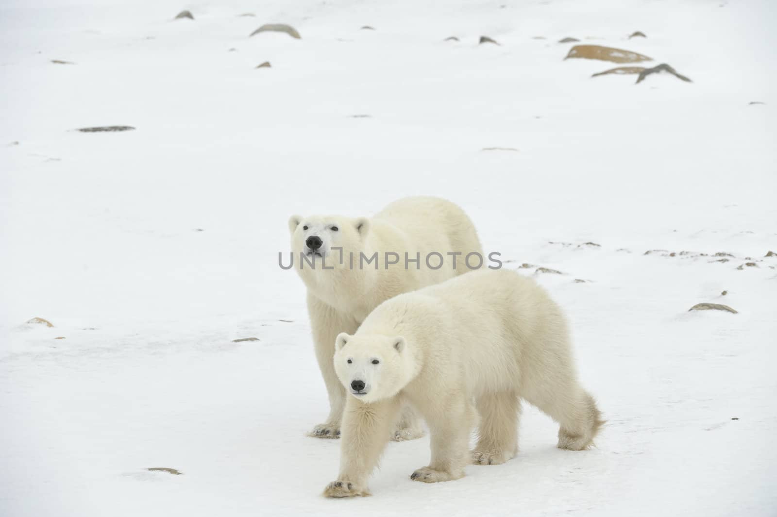 Two polar bears. Two polar bears go on snow-covered tundra one after another.It is snowing.