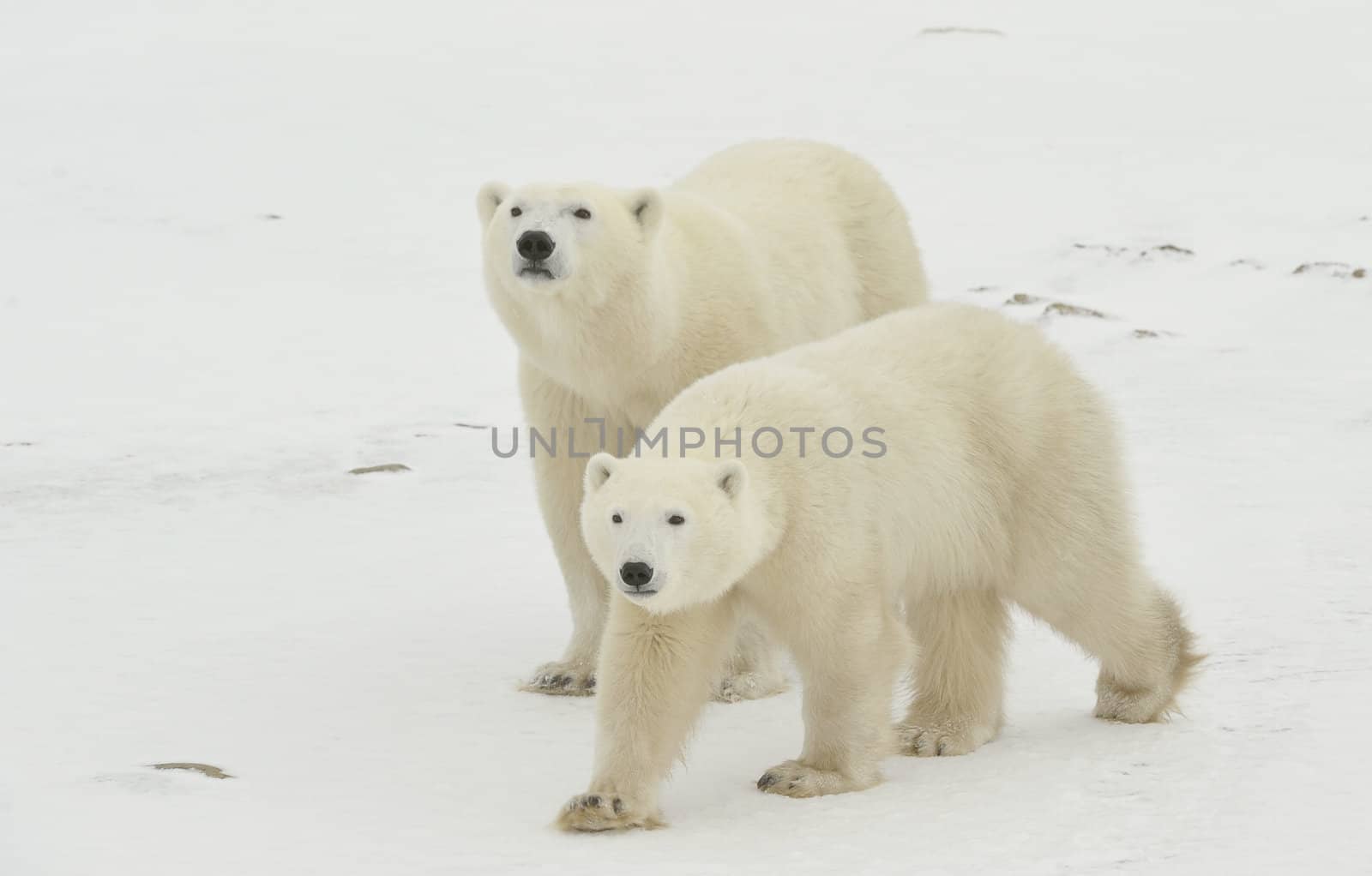 Two polar bears. Two polar bears go on snow-covered tundra one after another.It is snowing.