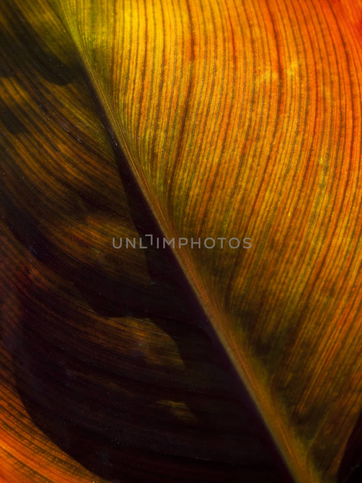Detail and texture of a beautiful backlighted leaf