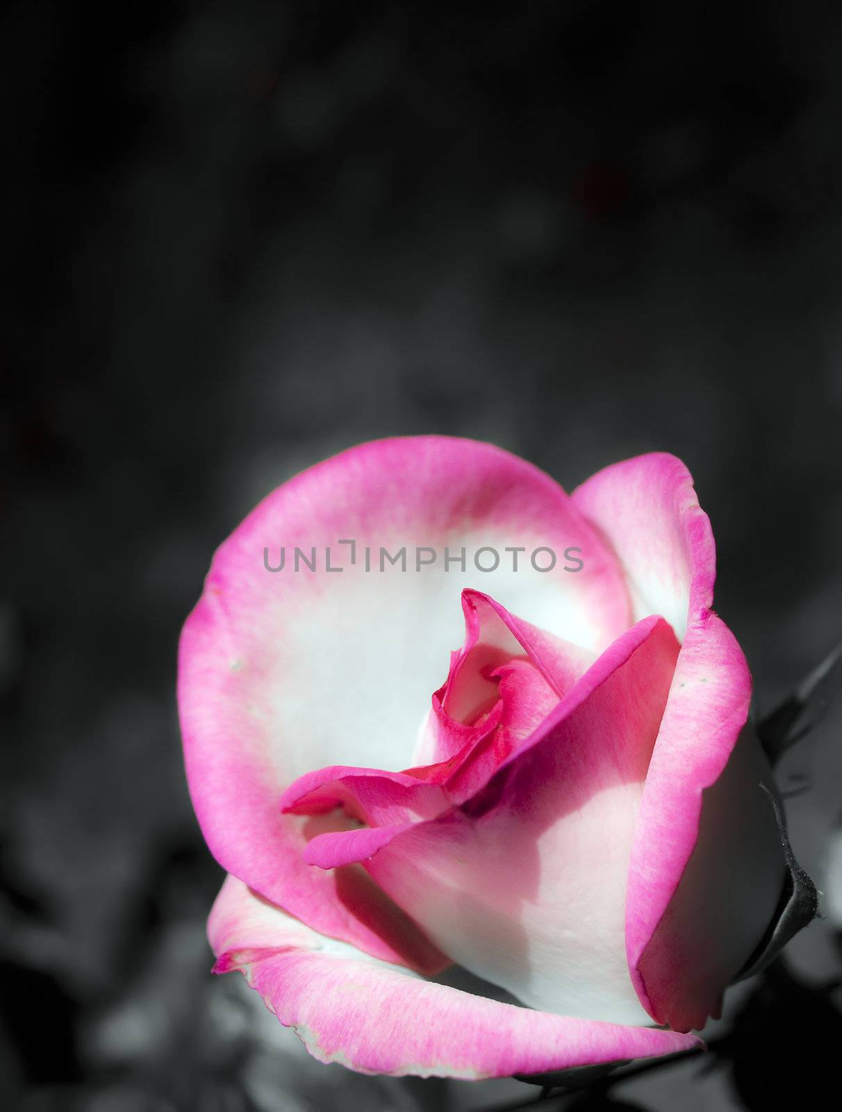 A beautiful close up of a rose over dark background