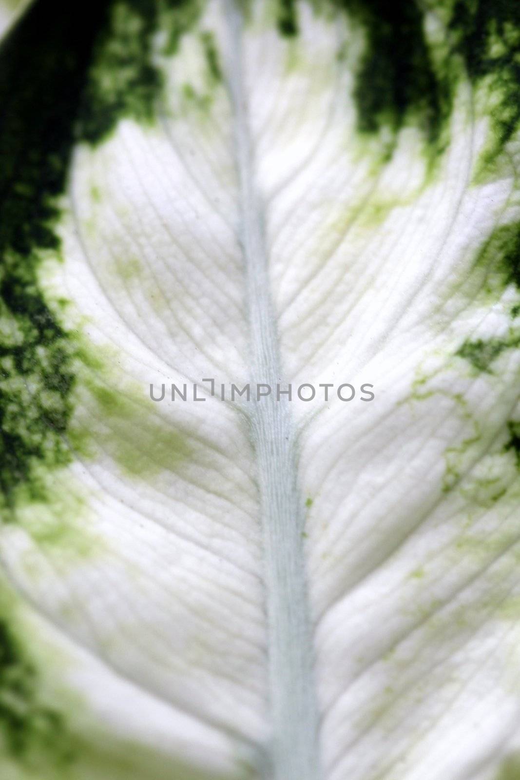 close up macro of a white and green camille leaf