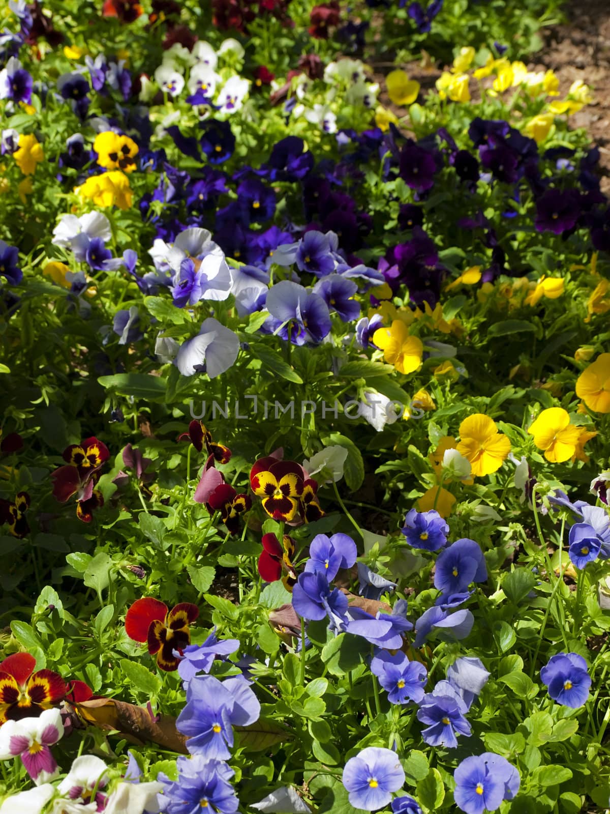 A vivid and colourful flowerbed made of pansies