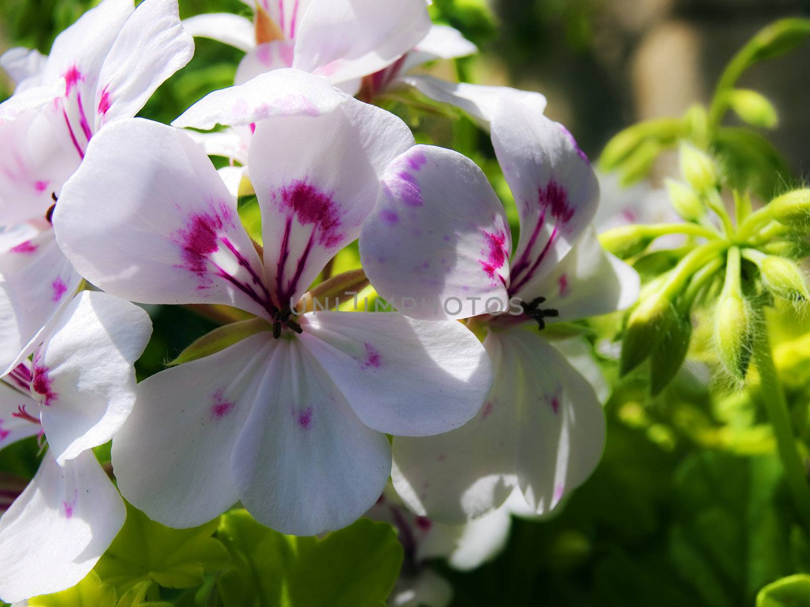 Beautiful white flower speckled with deep magenta markings