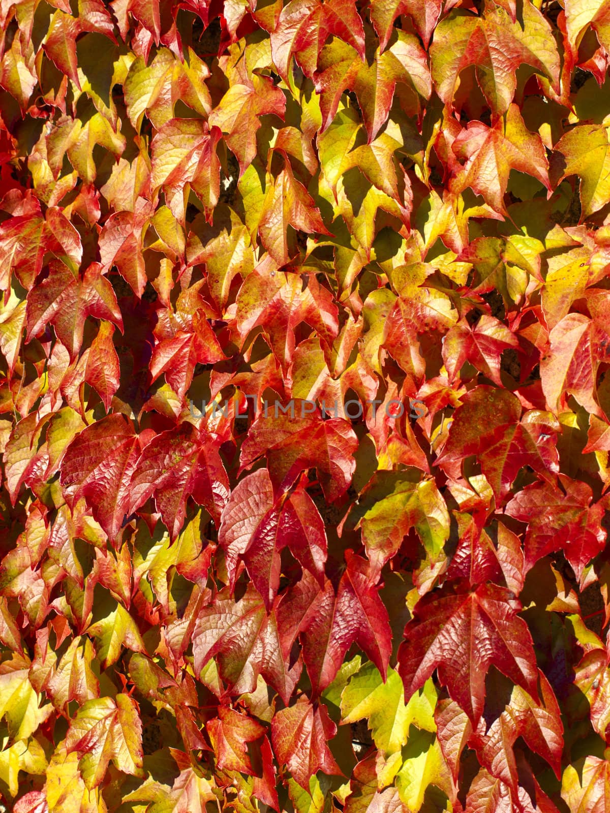 red leaves in autumn