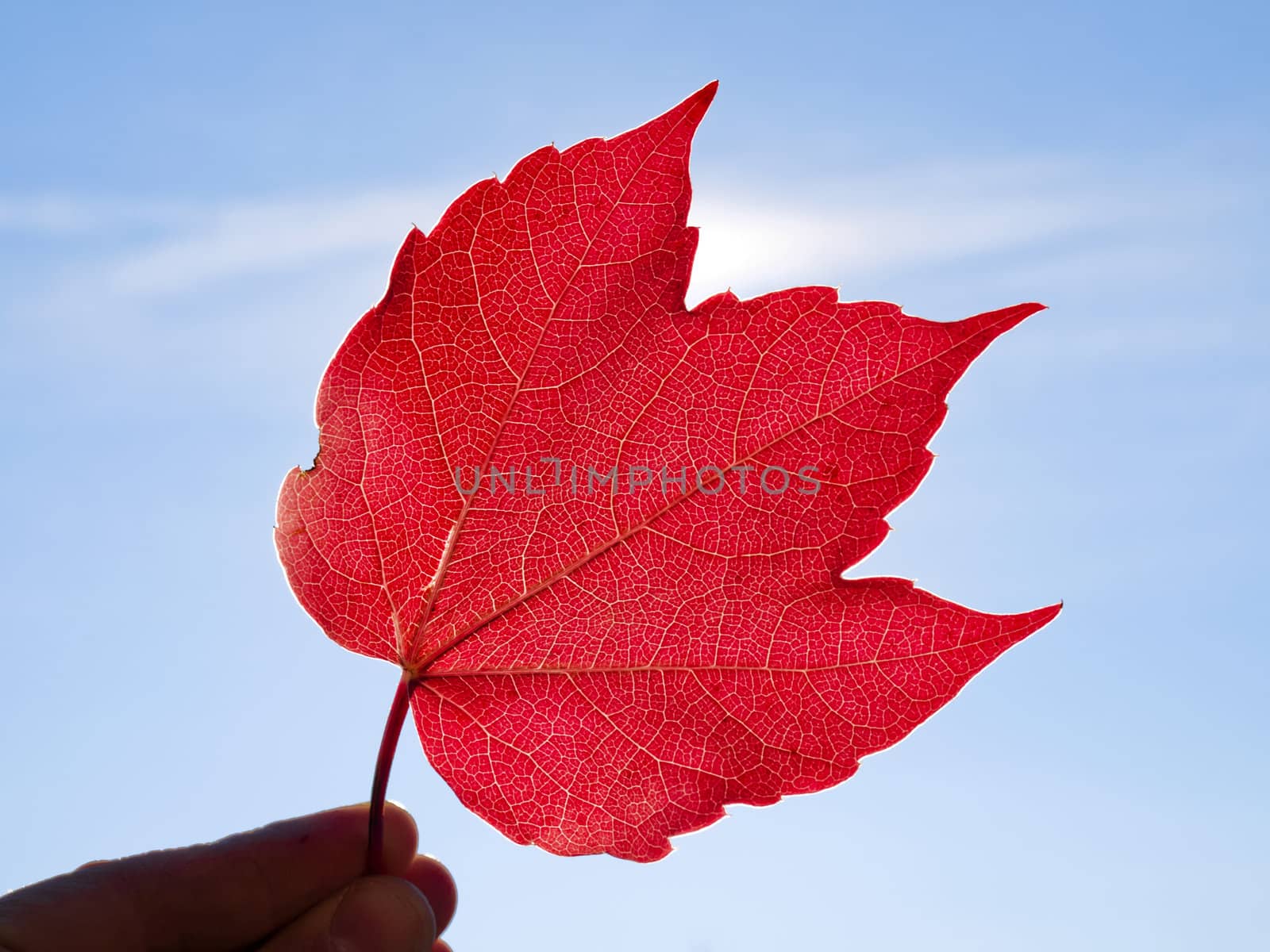 red leaf in thr sky