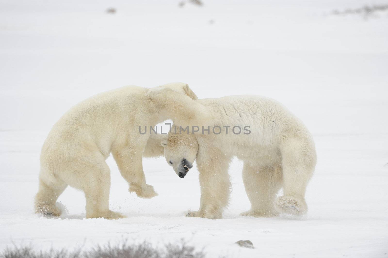 Polar bears fighting on snow have got up on hinder legs. 