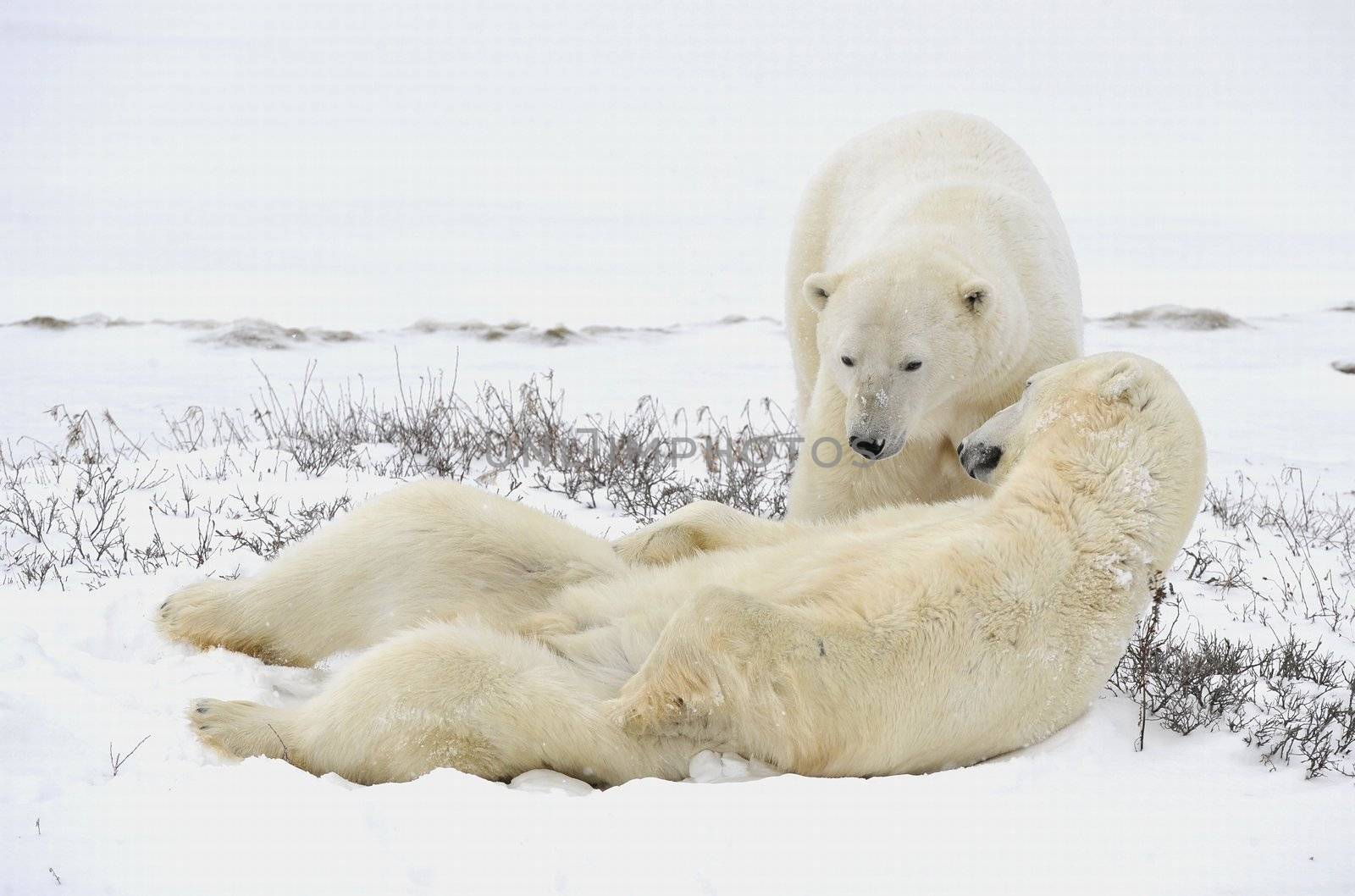 Two polar bears have a rest. Polar bears have a rest, lying on snow.