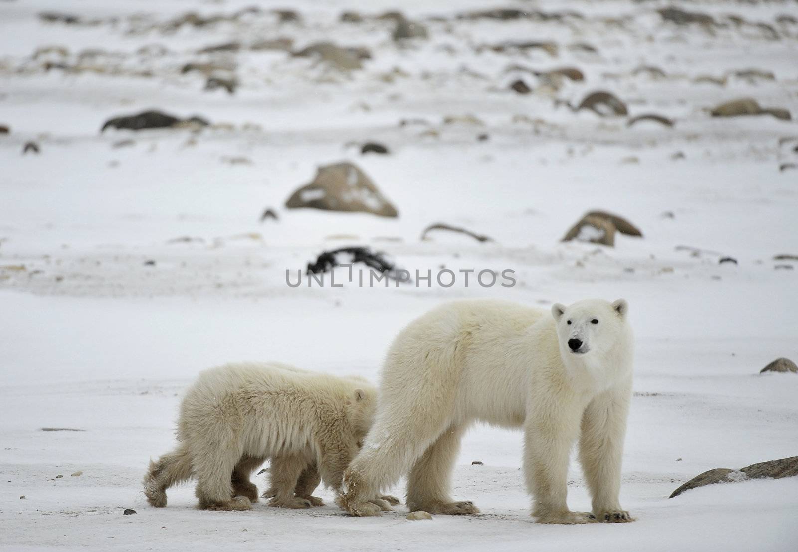 Polar she-bear with cubs. The polar she-bear  with two kids on snow-covered coast.