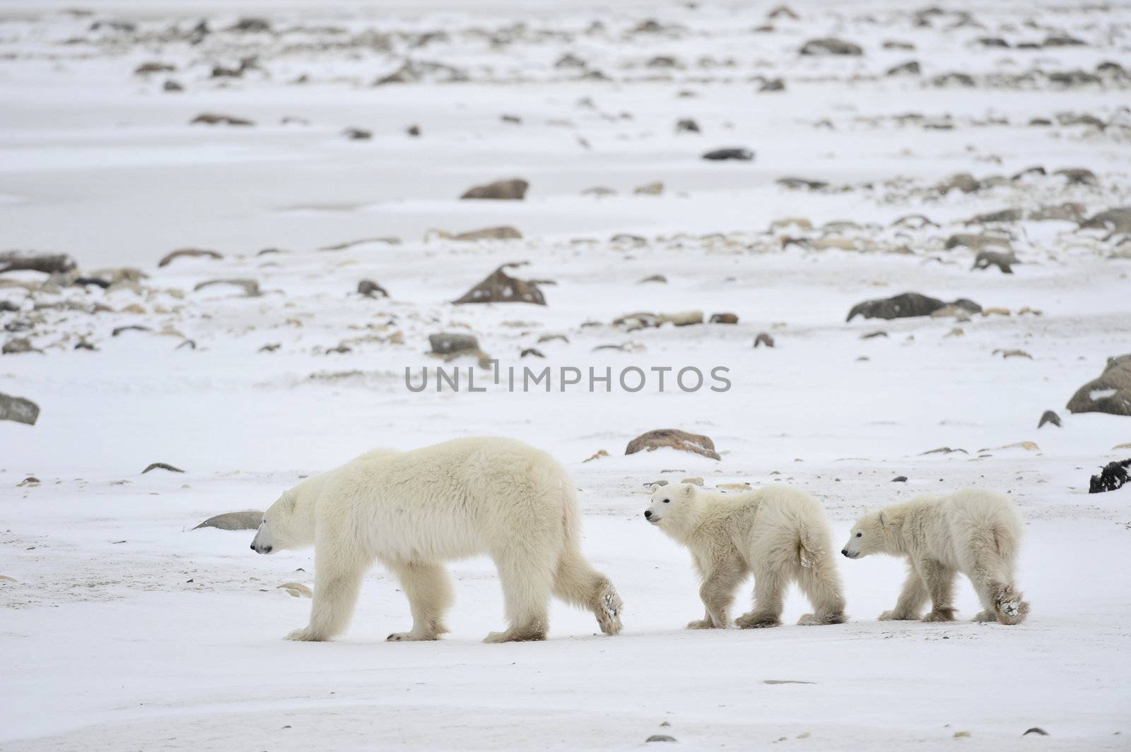 Polar she-bear with cubs. The polar she-bear  with two kids on snow-covered coast.