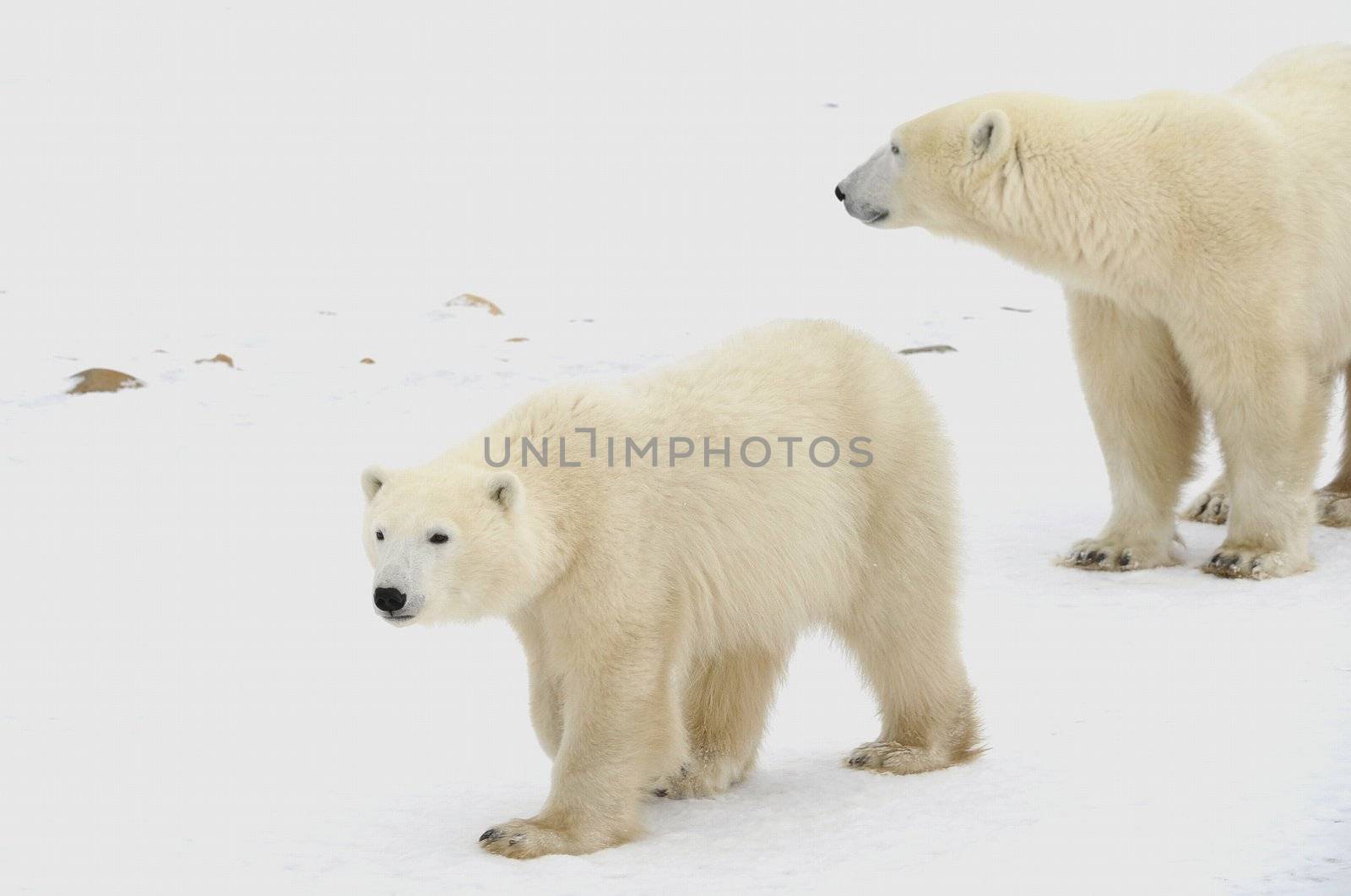 Two polar bears. Two polar bears go on snow-covered tundra.